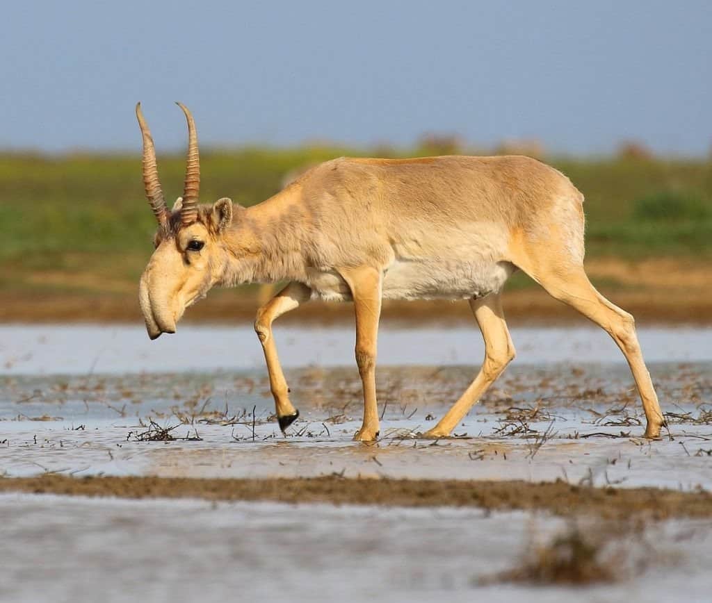 Wild saiga antelope, Saiga tatarica tatarica visiting a waterhole at the Stepnoi Sanctuary, Astrakhan Oblast, Russia