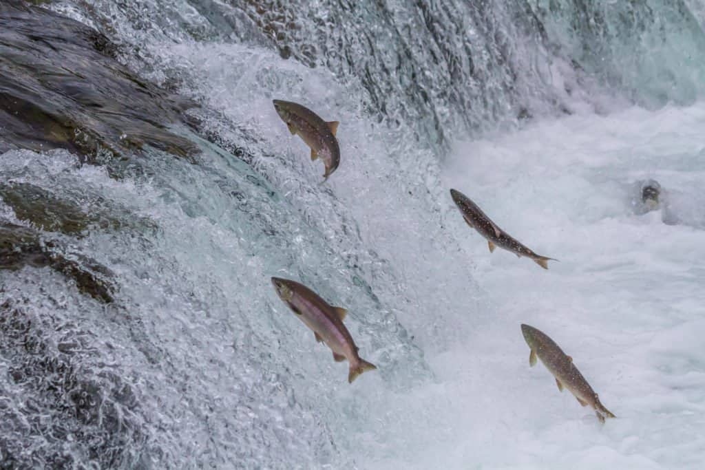 salmon swimming upriver