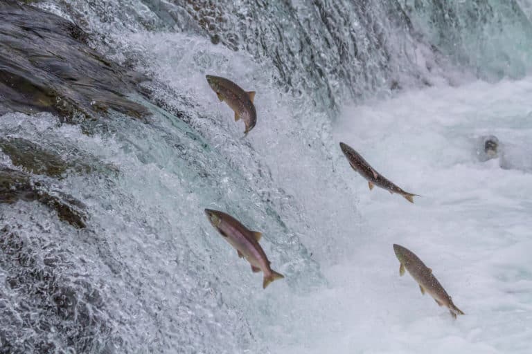 salmon going upstream
