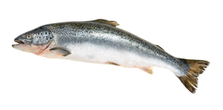 Salmon isolated on a white background