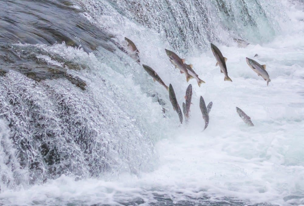 Salmon jumping in Alaska