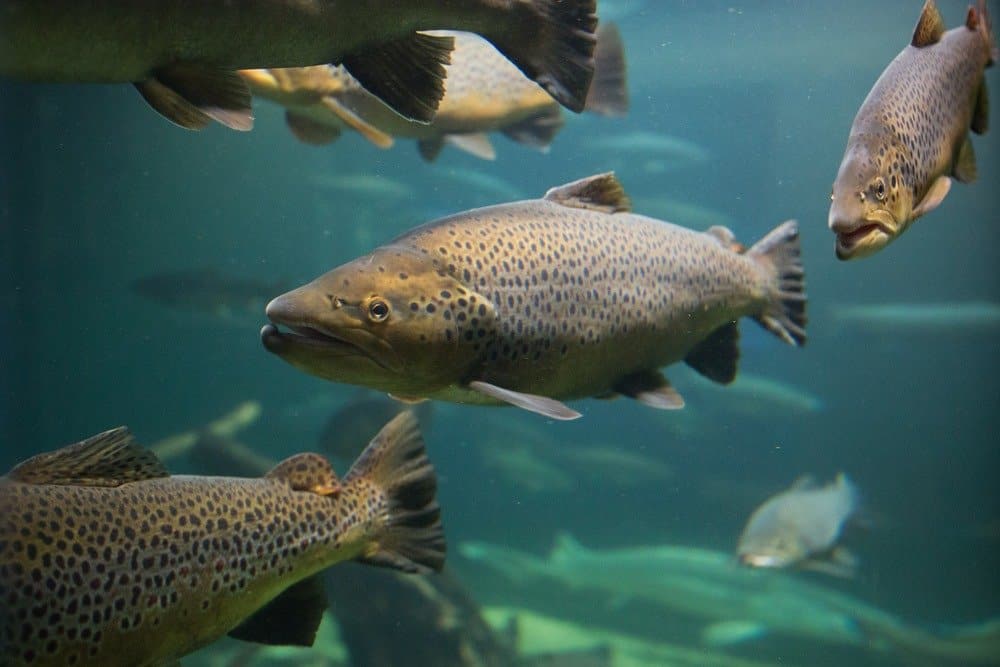 Why Your 'Wild Alaskan Salmon' May in Fact Be Very Oregonian