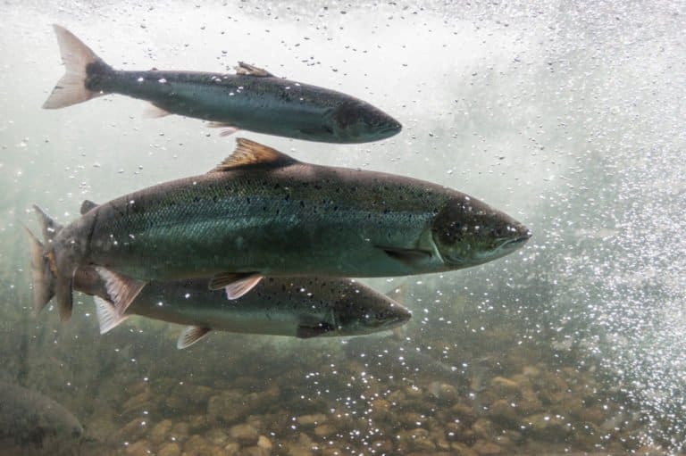 Salmon swimming in Norway