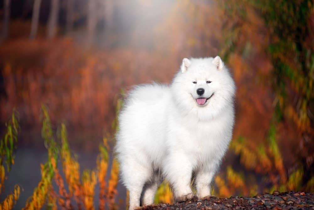 A large white Samoyed dog stands in a beautiful forest.