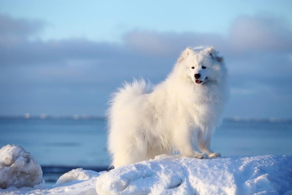White dog Samoyed on the winter beach in the snow, winter north arctic