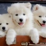 Samoyeds are friendly, but their herding instincts make them prone to chasing and nipping, so they aren't the best breed for young children.