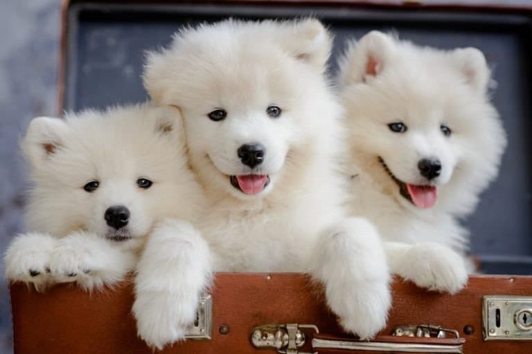 Close-up of three Samoyed puppies sitting in a suitcase against blurred blue background looking at the camera