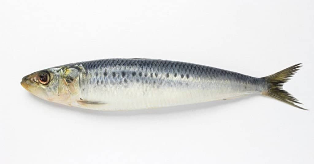 sardines vs anchovies