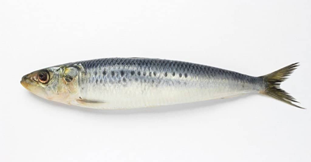 Sardines on white background