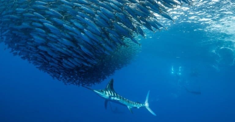 Striped marlin hunting sardines of the Pacific coast of Baja California Sur, Mexico