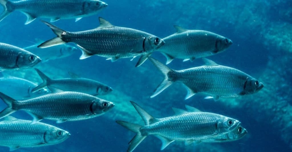 School of sardines swimming from left to right