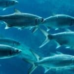 Sardines