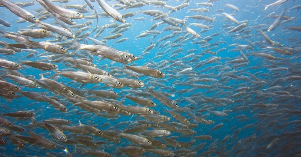 Big school of sardines