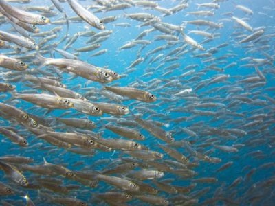 Sardines Fish Facts | AZ Animals