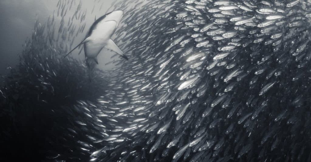 sardine school