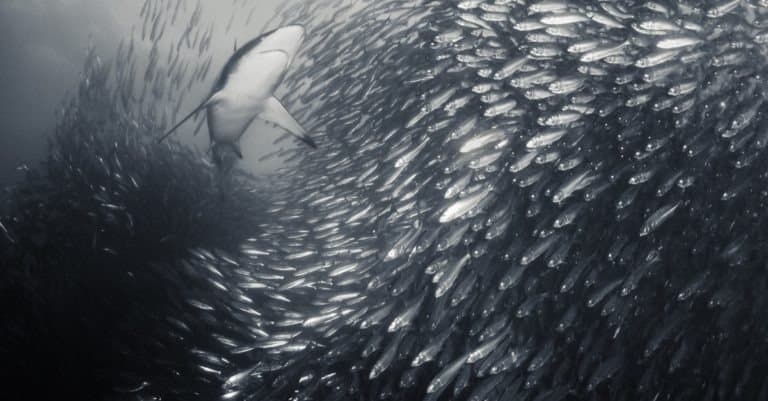 Bronze whaler shark swimming through a large sardine bait ball looking to feed during the sardine run, east coast of South Africa.
