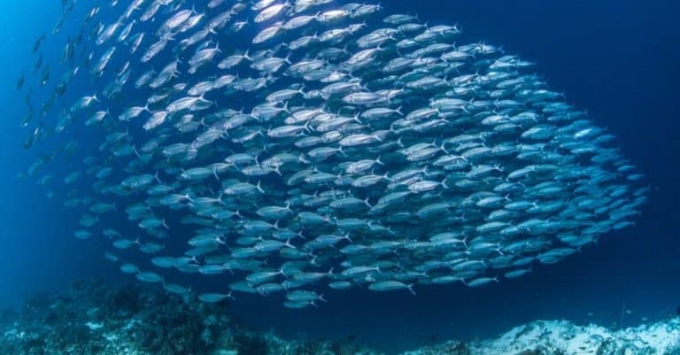 Diver and large school of sardines