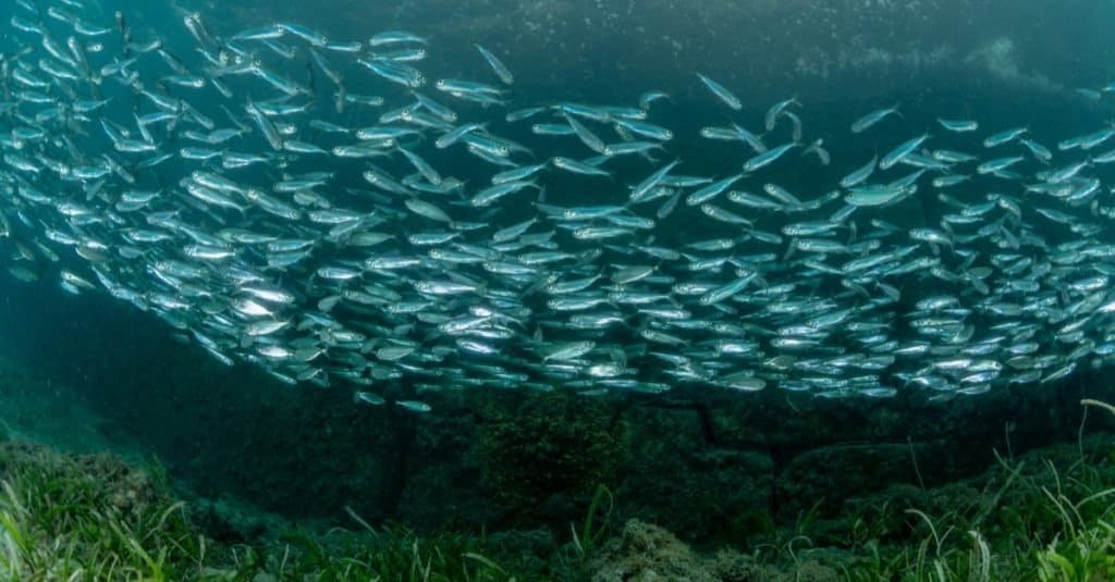 The school of juvenile sardine