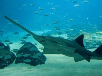 A Sawfish