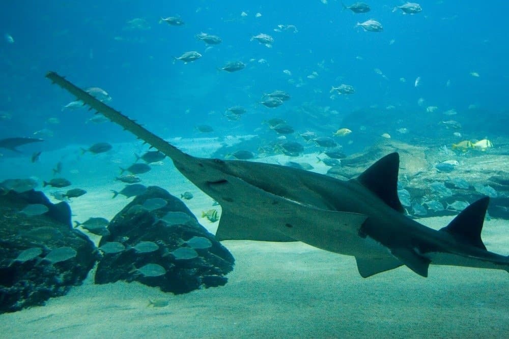 Sawfish swimming among other fishes