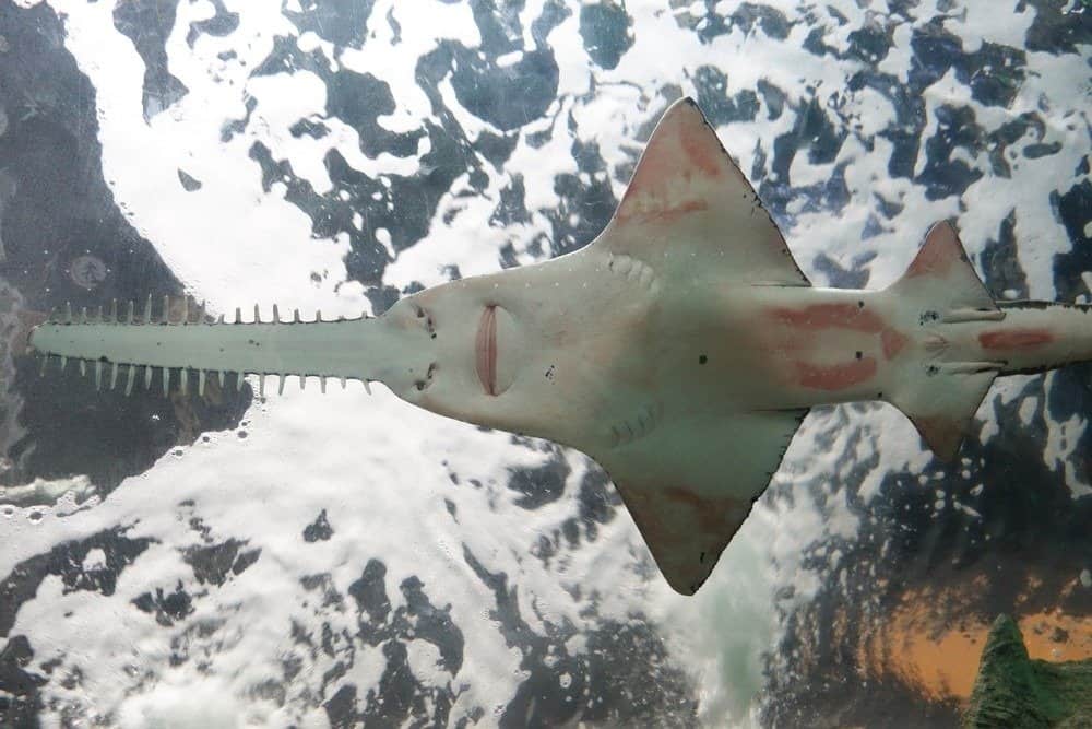 Sawfish seen from below