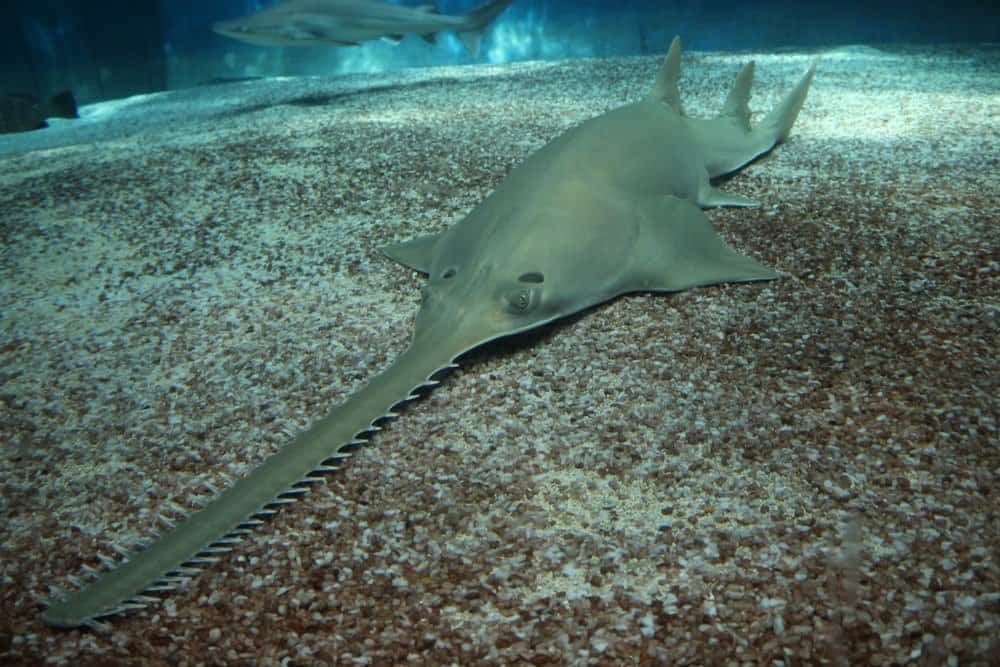 Sawfish swimming just above seafloor