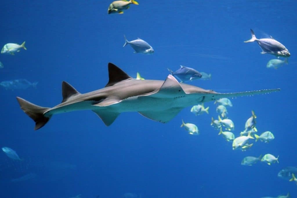 Sawfish swimming with other fishes in the ocean