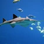 Sawfish