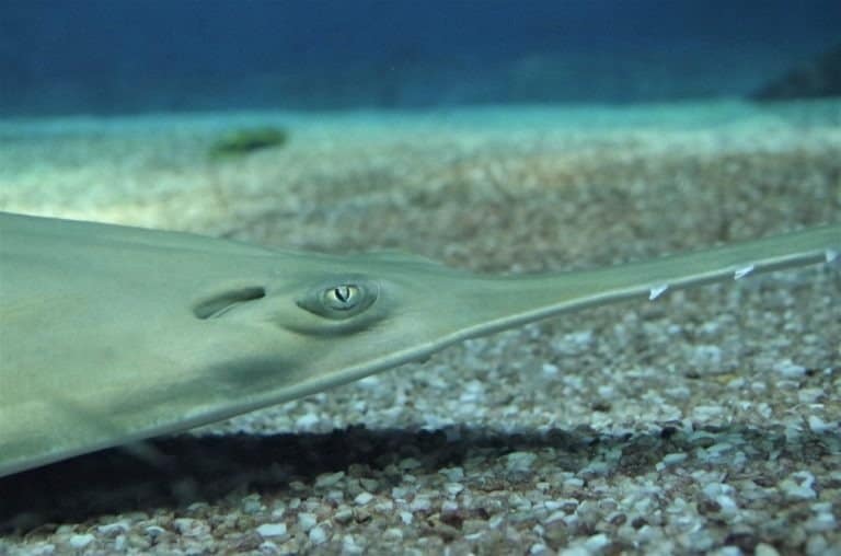 Close up of a longcomb sawfish resting on the bottom of the sea (Genova, Italy)