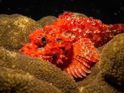 A Scorpion Fish