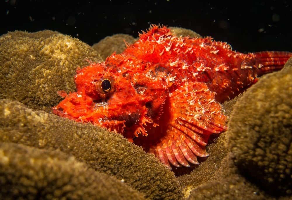 Scorpion fish among rocks on the seafloor