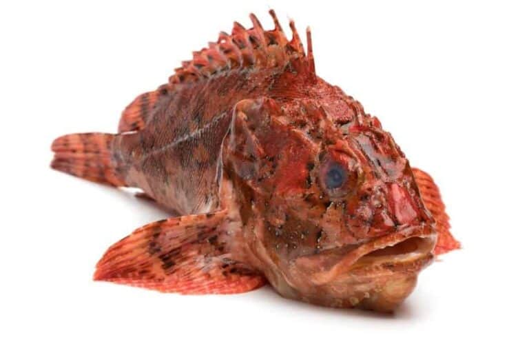 Red scorpionfish isolated on white background