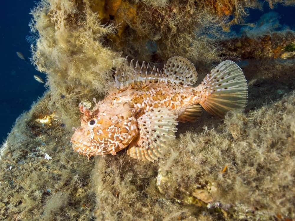 Scorpion fish swimming among rocks