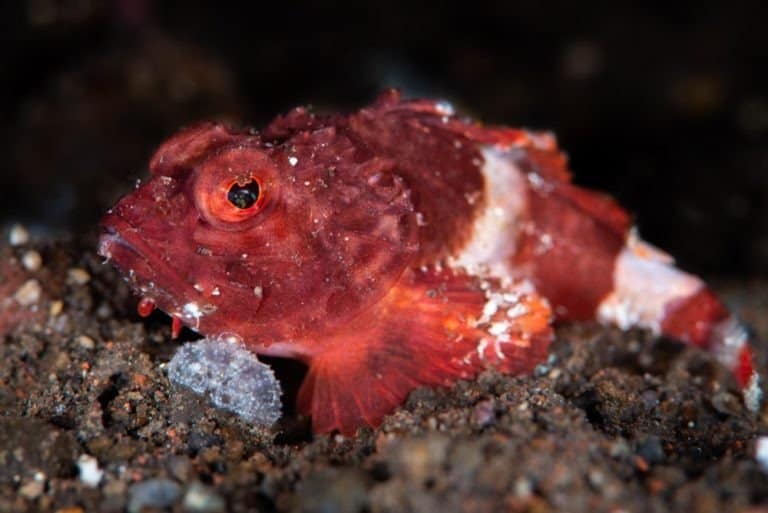 Baby scorpion fish on the seafloor