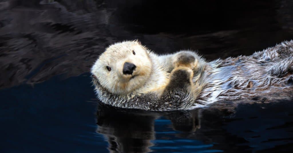 river otter vs sea otter