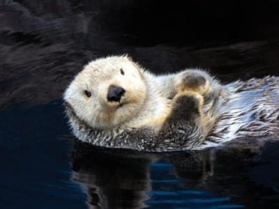 Sea Otter Picture