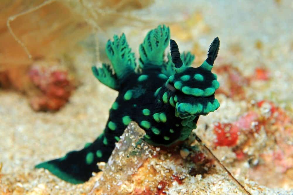 Frontal Close-up of a Cristate Neon Slug, Padang Bai, Bali, Indonesia