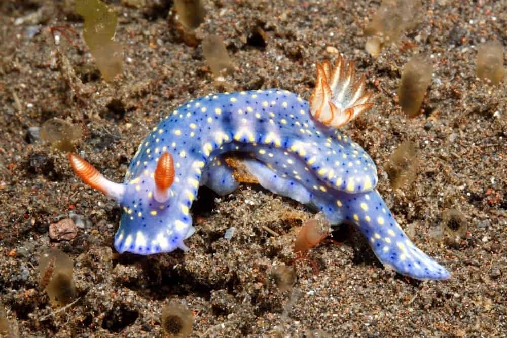 Sea Slug, Bali, Indonesia.