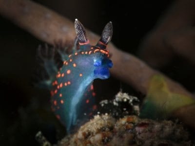 Sea Slug Fish Facts | Nudibranchia | AZ Animals