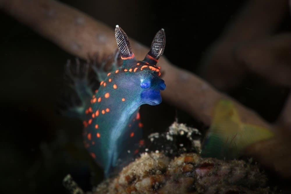 Sea Slug juvenile. Romblon, Philippines