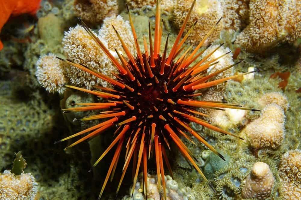 Sea Urchins From Antarctica Show Adaptation To Ocean