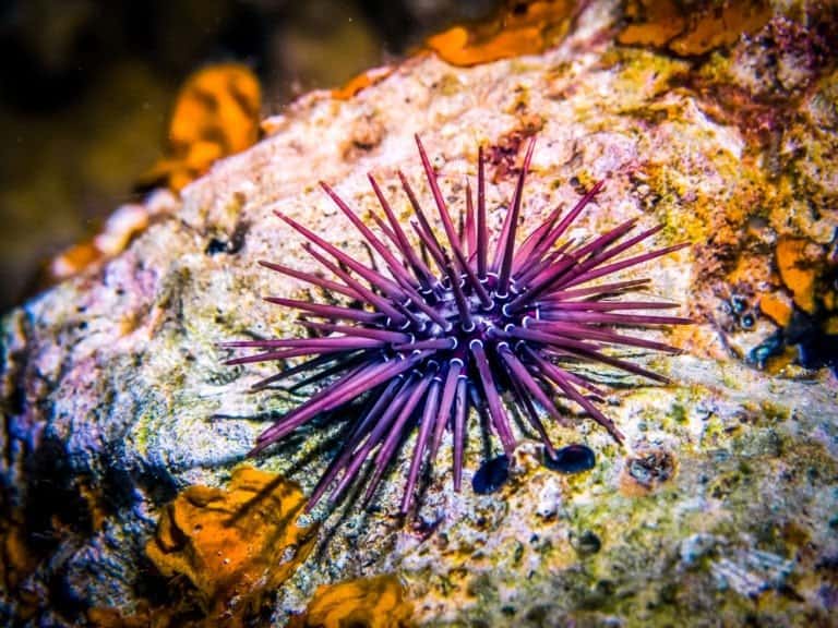 What do sea urchins eat - purple sea urchin