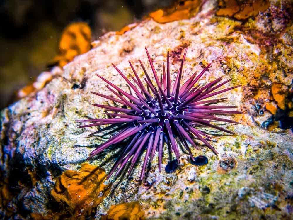 Purple sea urchin