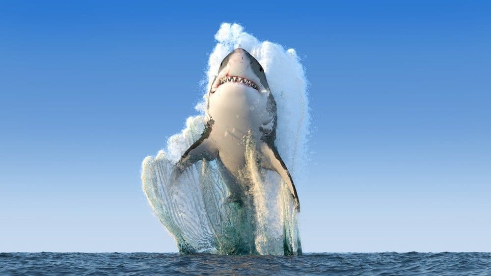 great white shark jumping out of water drawing