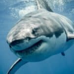 Shark
