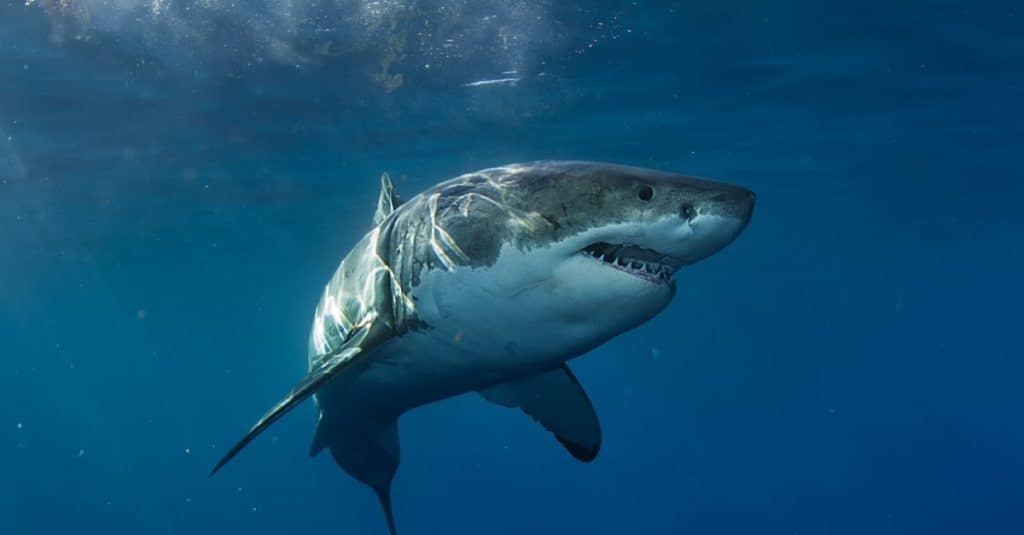 Great White Shark in Pacific ocean