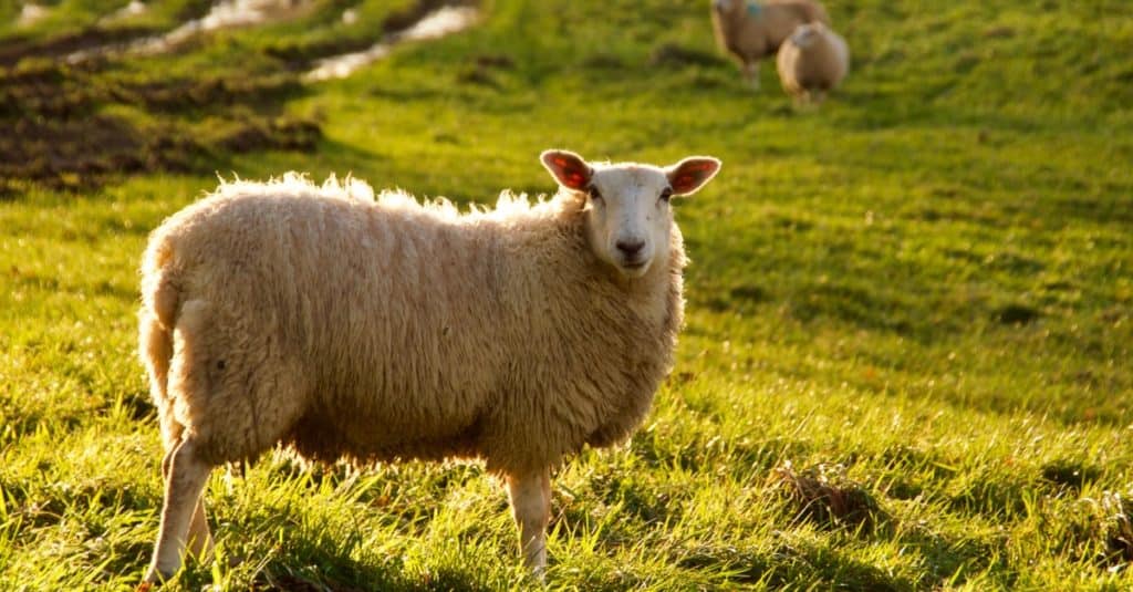 Sheep standing alone in pasture