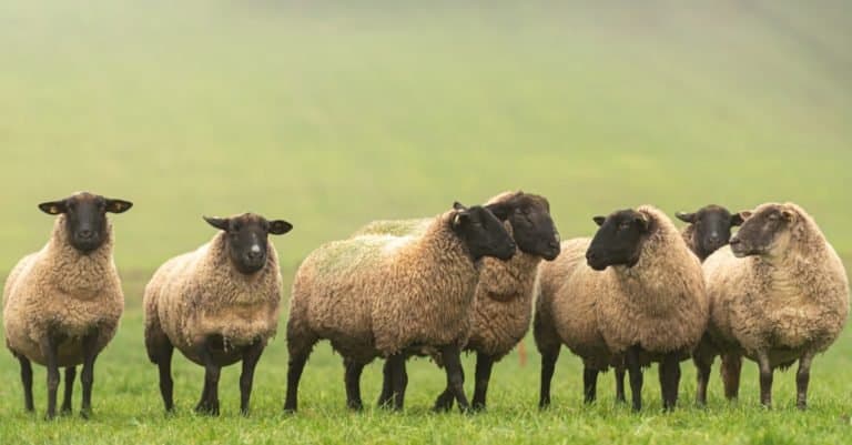 A group of sheep on a pasture