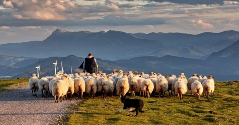 Flock of sheep with shepherd and dog in Oiz, Basque Country