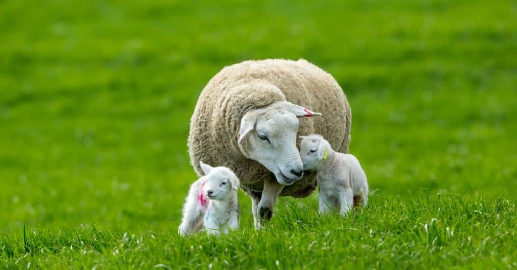 Texel Cross Ewe, a female sheep with her newborn lambs